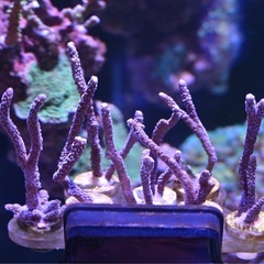 サンゴ　エダコモンブルー　フラグ　の画像