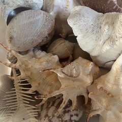 貝殻セットの画像