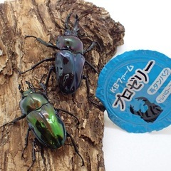 【幼虫】ニジイロクワガタ　瑠璃花×特色ピカールの画像