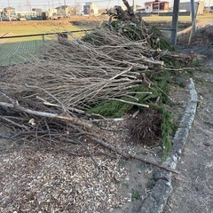 無料‼️伐採した木、枝、薪の画像