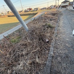 無料‼️伐採した木、枝、薪の画像