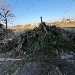 無料‼️伐採した木、枝、薪の画像