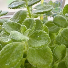 アロマティカス　10本　抜き苗の画像