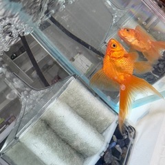 [取引中]琉金の画像