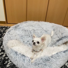 犬用ベッド(大)の画像