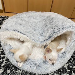 犬用ベッド(大)の画像