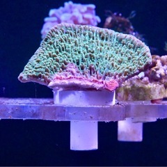 サンゴ　コモンサンゴ　グリーン　少しレッド付き　フラグ　 　の画像