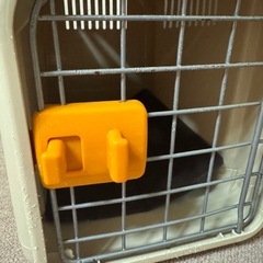 動物　キャリーバックの画像