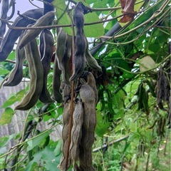 ムクナ豆の玄米麹味噌教室開催します(定員12名⇒残り5名)の画像