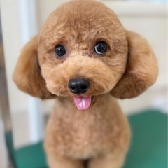 🐶わんちゃんのカットモデル募集✂️