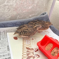 うずら　多分雄　一羽〜お譲り可　受け取り場所の相談可