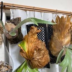 ビカクシダレア種4setの画像