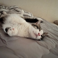 長毛 超絶甘えん坊 男の子☆ ワクチン、去勢費用負担します