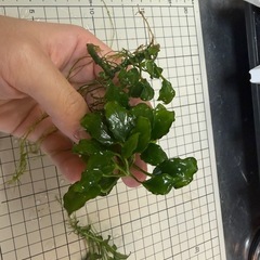 アヌビアス キリンミニの画像