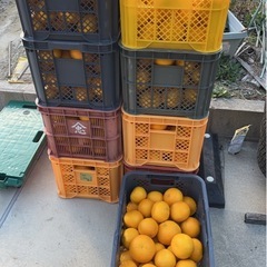 🍊無農薬 八朔 15キロの画像