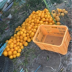 🍊無農薬 八朔 15キロの画像