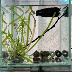 水槽+ミナミヌマエビ 放卵複数 ペア多数で確実に増えます 水槽 水草 低床砂利玉土バイオリング 流木類不明現物 餌 他付き。アナカリス/ウィローモス/ロタラ/他。メダカ・金魚・熱帯魚水槽混泳相談可。アクアリウム#飼育教育インテリアペット魚介類テラリウムtankの画像