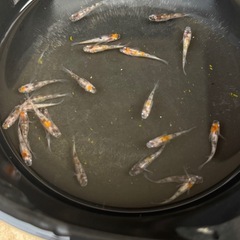 三色めだかの画像