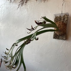 ビカクシダ・ウィリンキーの画像