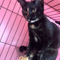 🐾動画付き🐾 3月1日（日）小郡市力武（旧）山下酒店のほご…