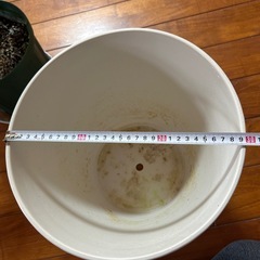 🌿ウンベラータ観葉植物🌿の画像