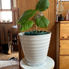 🌿ウンベラータ観葉植物🌿の画像