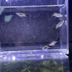 メタルブラックレース　 RREAフルレッド　稚魚　10匹の画像