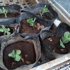 自然農法32年目の物語 - 八王子市