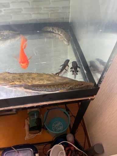 ポリプテルス、熱帯魚、エンドリケリー