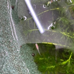 メダカ　楊貴妃　赤　１匹の画像