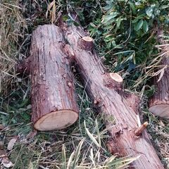 木、丸太の画像