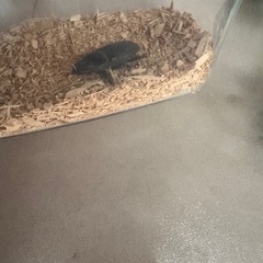 オオクワガタ　オス✖️メス
の画像