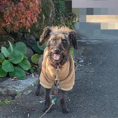 シニアの雑種犬の里親を募集します。