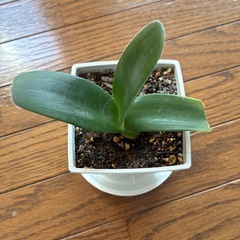 眉刷毛万年青(まゆはけおもと)の画像