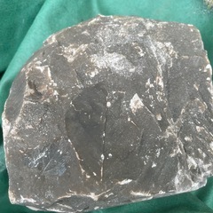 葉の跡がある化石石の画像