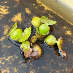 ネプチューンメダカ　6匹(雄2匹、雌4匹)の画像