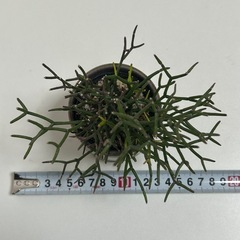 多肉植物 猿恋葦 サルコイアシの画像