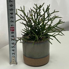 多肉植物 猿恋葦 サルコイアシの画像