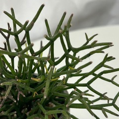 多肉植物 猿恋葦 サルコイアシの画像