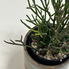 多肉植物 猿恋葦 サルコイアシの画像