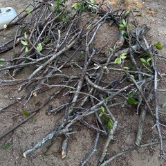 木材　　生木　薪の画像