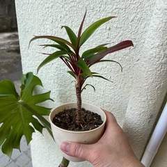 ガーデニングの画像