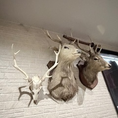 シカ　剥製　　　骨標本の画像