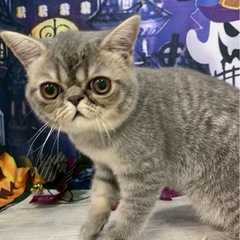 🎵8ヶ月の足長ミヌエット男の子🎵