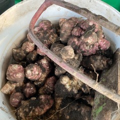 川辺町にて菊芋自分で掘って収穫の画像