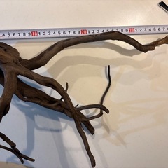 オシャレな形の流木の画像