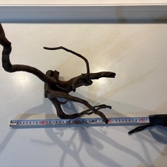 オシャレな形の流木の画像