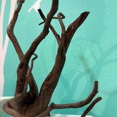 オシャレな形の流木の画像