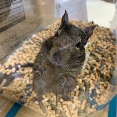 【急募】デグーの里親募集