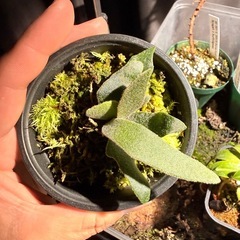 ビカクシダ、観葉植物、苗の画像